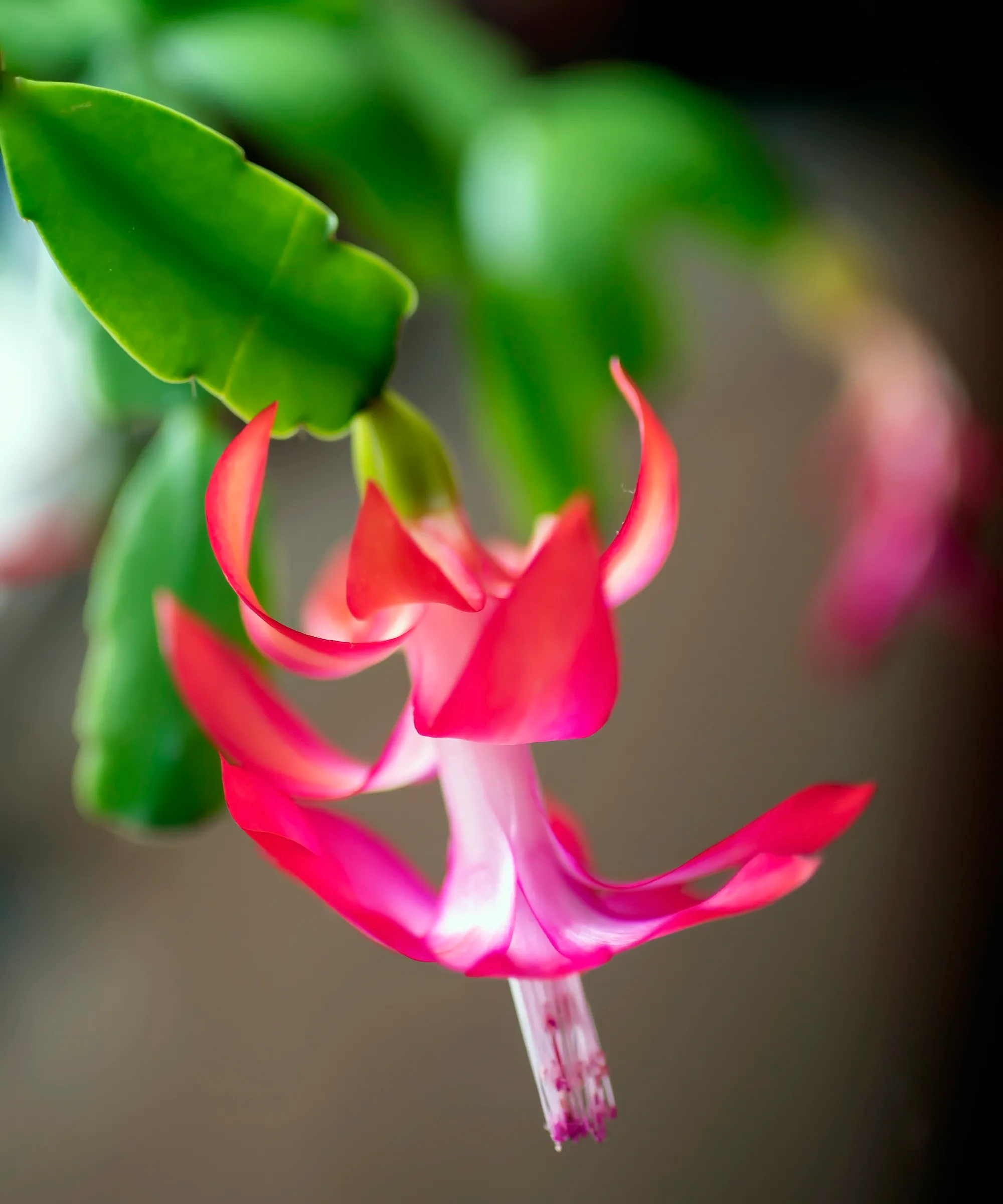 Flores cor de rosa de cacto de natal' loading='lazy' title=