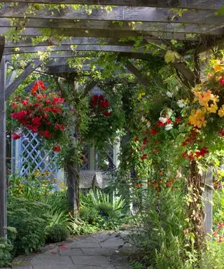 Camino de jardín cubierto por una pérgola de madera con plantas trepadoras trepando por encima