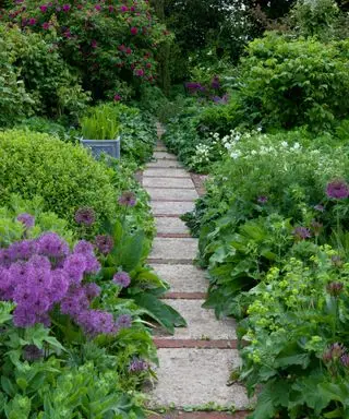 Camino recto del jardín entre plantaciones de hoja perenne con alliums y hostas