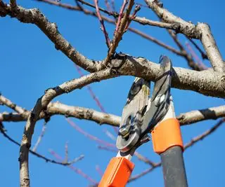 ロッパーを使用した秋の木の剪定