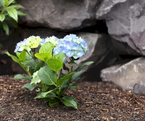 Cuando plantar azaleas