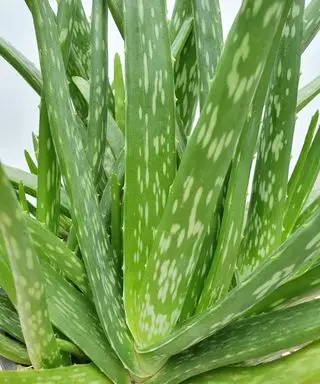 Ako prerezávať aloe vera – profesionálne tipy pre tieto obľúbené sukulenty