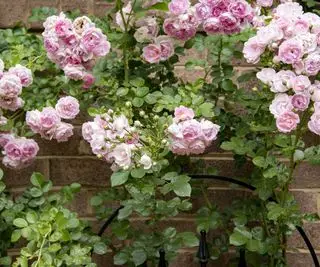 Rosa trepadeira em treliça