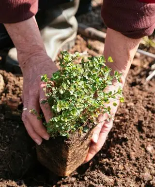 שתילת טימין זוחל באדמה