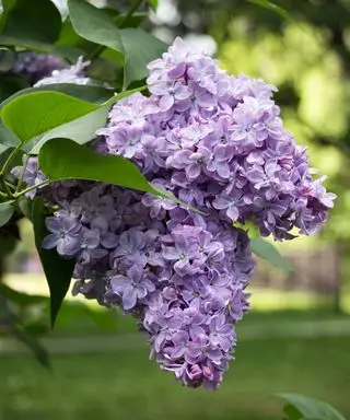 grandes flores de color púrpura pálido de un arbusto lila