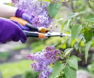 Una persona cortando una lila con tijeras de jardín.
