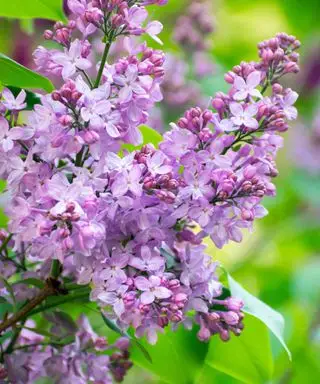 Cómo propagar lilas: consejos de expertos para obtener nuevas plantas a partir de esquejes, hijuelos y semillas