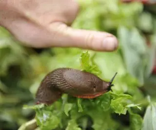 Una lumaca che viene staccata da una pianta di lattuga in un vaso