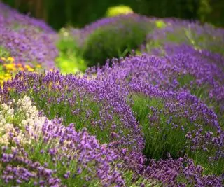 arbusti di lavanda