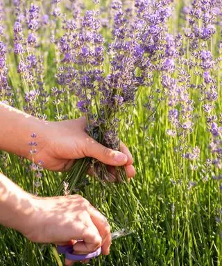 Lavanda morta