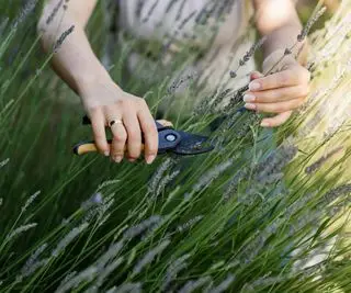 Você deveria usar lavanda? Dicas de especialistas para conseguir mais flores removendo flores velhas