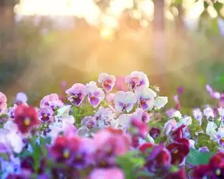 Hvornår skal man plante stedmoderblomster blomstrende stauder