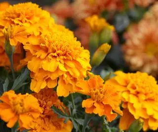 oransje ringblomst blomster