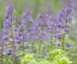 Catnip