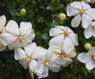 Como cuidar da gardênia dentro de casa – um horticultor especialista compartilha sua receita para o sucesso