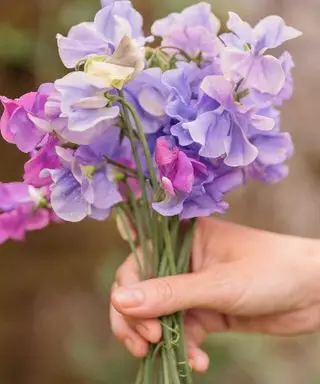 손에 완두콩 한 다발을 들고