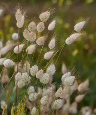 Lagurus ovatus 관상용 잔디