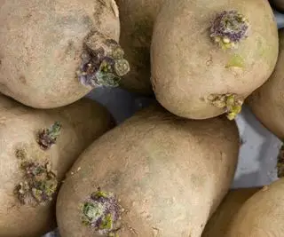 Cuatro patatas brotando de cerca