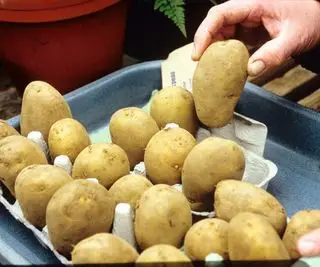 Trocear patatas en una bandeja