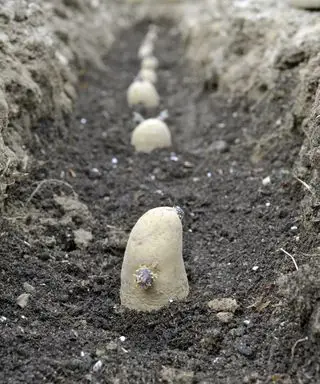 Una hilera de patatas cortadas dispuestas