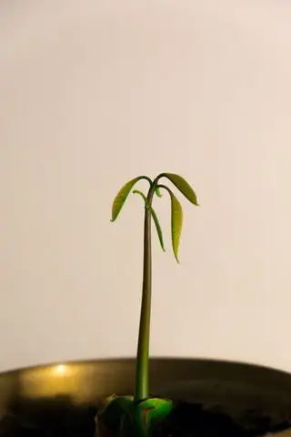 mango frøplante