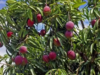 mango vokser på et træ
