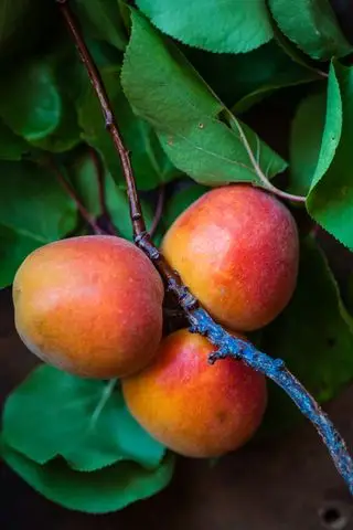 Hvordan man dyrker mango fra frø