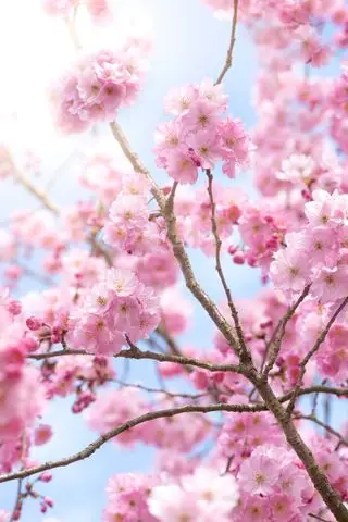 Flor de cerezo en un árbol