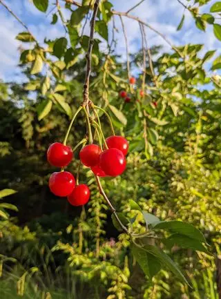 Cerezas colgando de un árbol en un jardín.