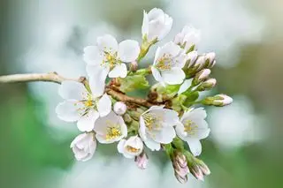 Flor de cerezo blanca en una rama
