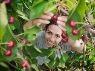 recogiendo cerezas de un cerezo