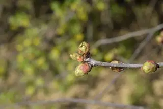 brotes jóvenes en una rama de cerezo