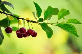 Cerezas en la rama de un árbol