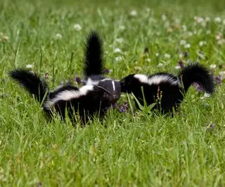 Deux mouffettes dans l'herbe verte