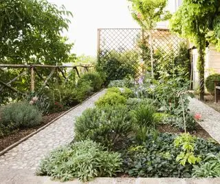Terrain de potager