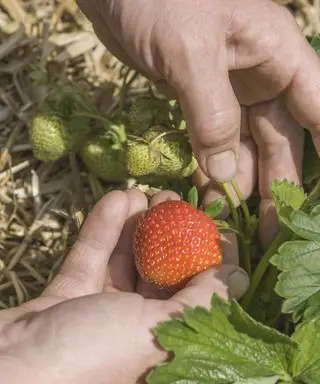 Ręka wyczuwa truskawkę, która jest prawie gotowa do zerwania