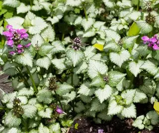zelené/stříbrné listy a fialové květy Lamium maculatum