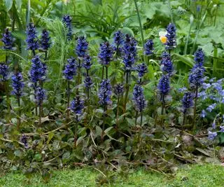 fialové květy Ajuga reptans
