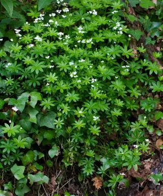 Půdopokryvná rostlina Sweet Woodruff