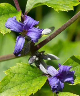 fialový květ bylinného plaménku - Clematis tubulosa