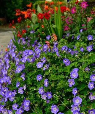 Plantas de cobertura del suelo de rápido crecimiento: 12 ideas para una cobertura colorida y rápida