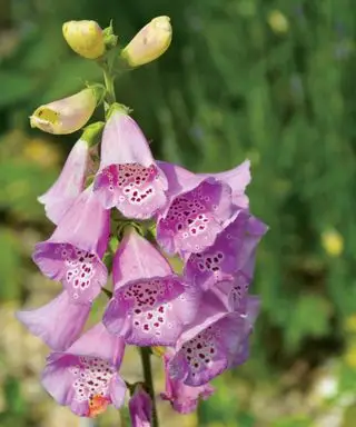 Uprawa naparstnicy