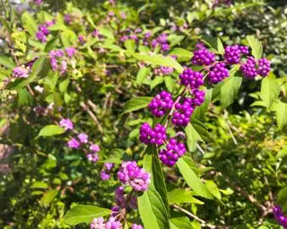 beautyberry nebo callicarpa s fialovými bobulemi