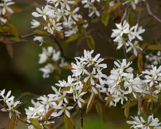 amelanchier, který lze vysadit jako holý kořenový strom