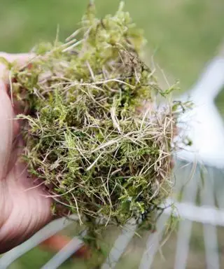Scarifying vs dethatching – eksperter forklarer forskjellene og gir råd om hva som er best for plenen din