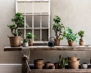 havestue ideer med stueplanter