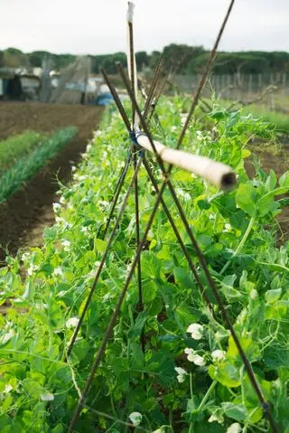 Cuándo recoger frijoles verdes y frijoles arbustivos