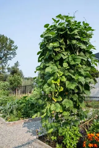 Cuándo recoger frijoles verdes y frijoles arbustivos