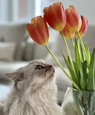 Katte med tulipaner