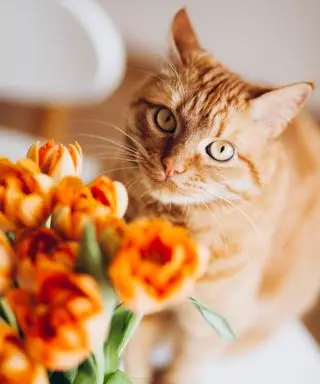 Kat med tulipaner